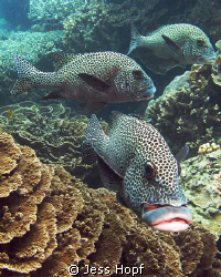 Plectorhinchus chaetodonoides, better known as a 'spotted... by Jess Hopf 